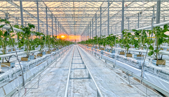 Right technology and consultancy brings record yields to Vista Produce